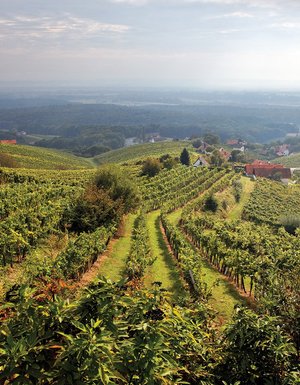 Weinberge Klöch